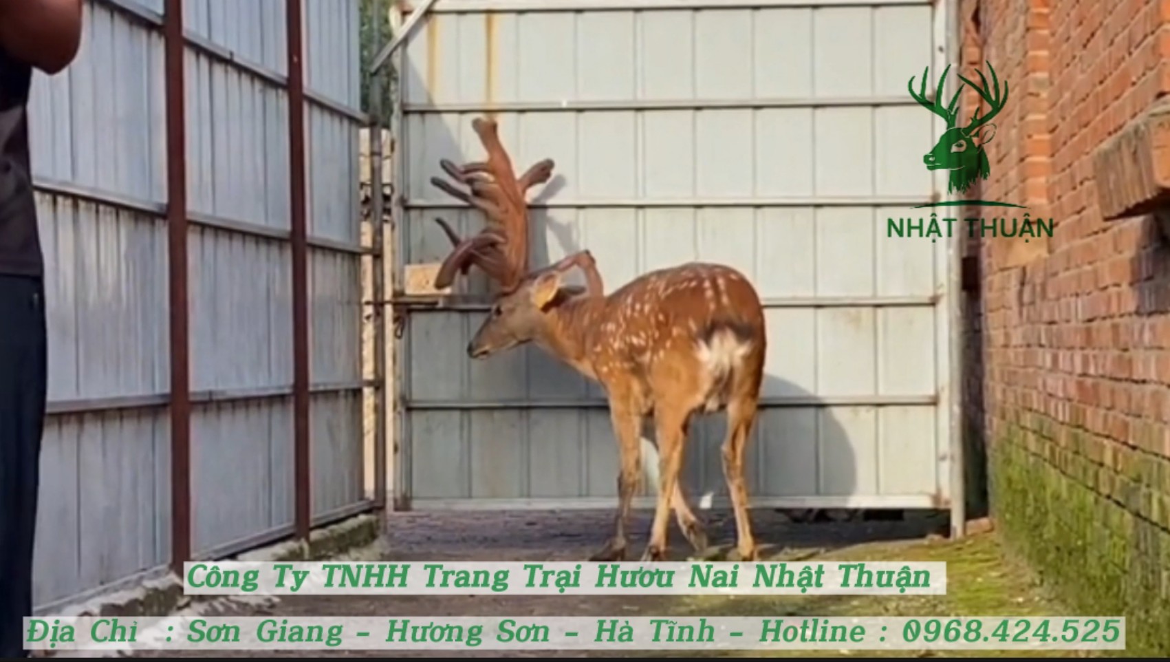 Hươu nai là động vật ăn tạp, khá dễ ăn, dễ nuôi trong điều kiện Việt Nam