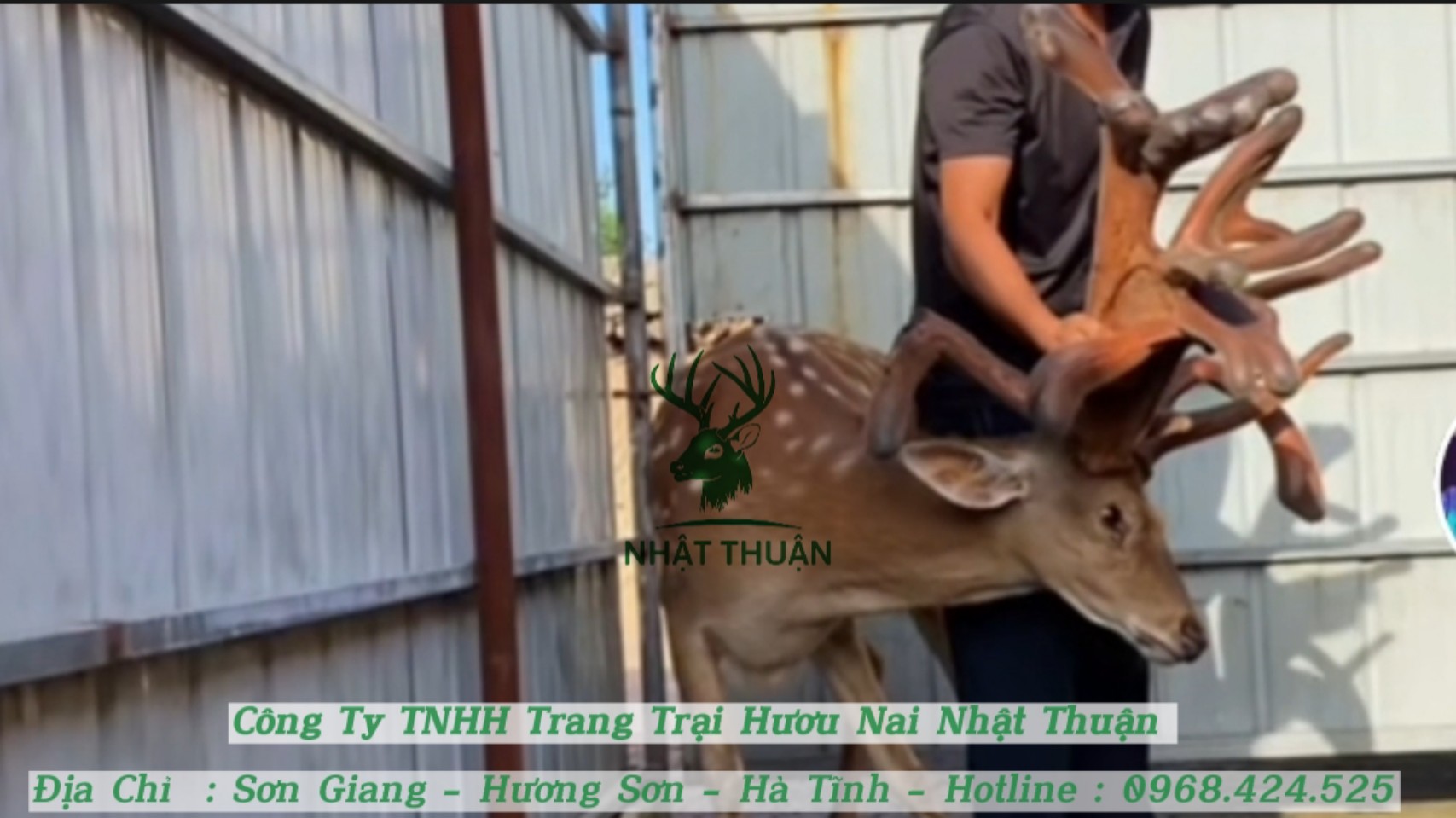 Giá nuôi hươu lấy nhung bao gồm chi phí con giống, thức ăn, chuồng trại…
