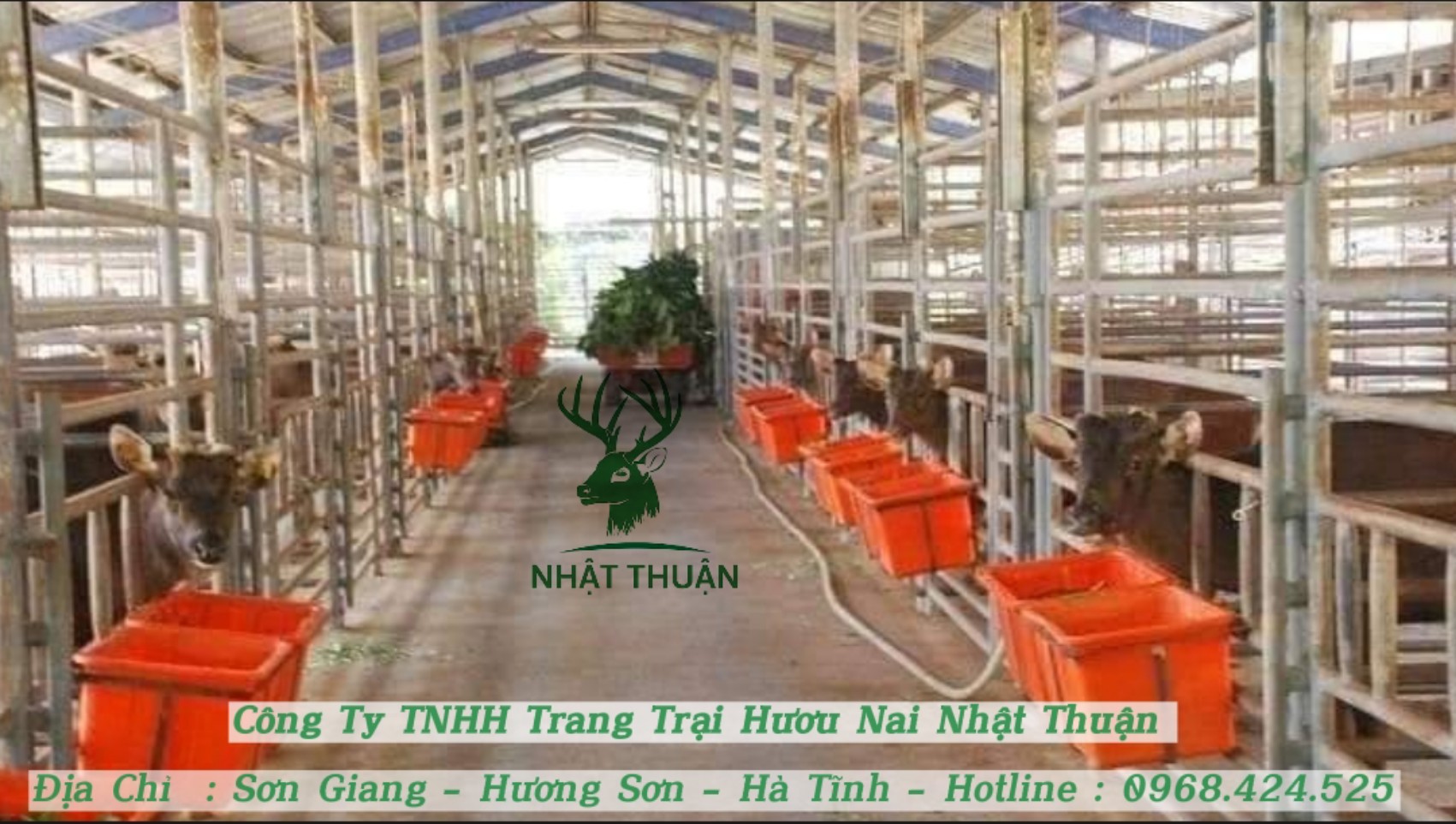 Chăm sóc hươu cho đúng quy trình, kỹ thuật bài bản