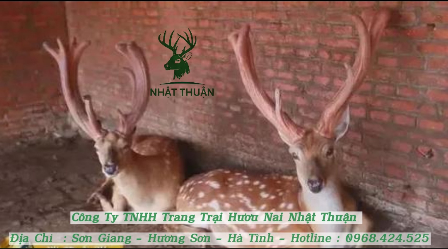 Chuẩn bị chuồng trại đầy đủ, chuẩn chỉnh