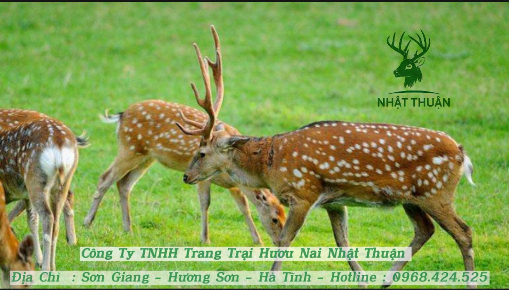 Đặc tính của chủng loại hươu sao nuôi để lấy nhung