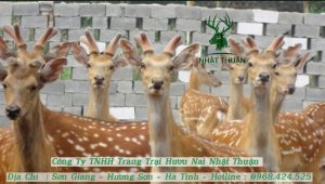 Hướng dẫn cách làm chuồng nuôi hươu lấy nhung tốt nhất