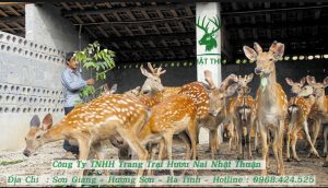 Hướng dẫn kỹ thuật nuôi hươu lấy nhung mang lại hiệu quả cao và bền vững