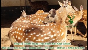 Khởi nghiệp bằng dự án nuôi hươu lấy nhung