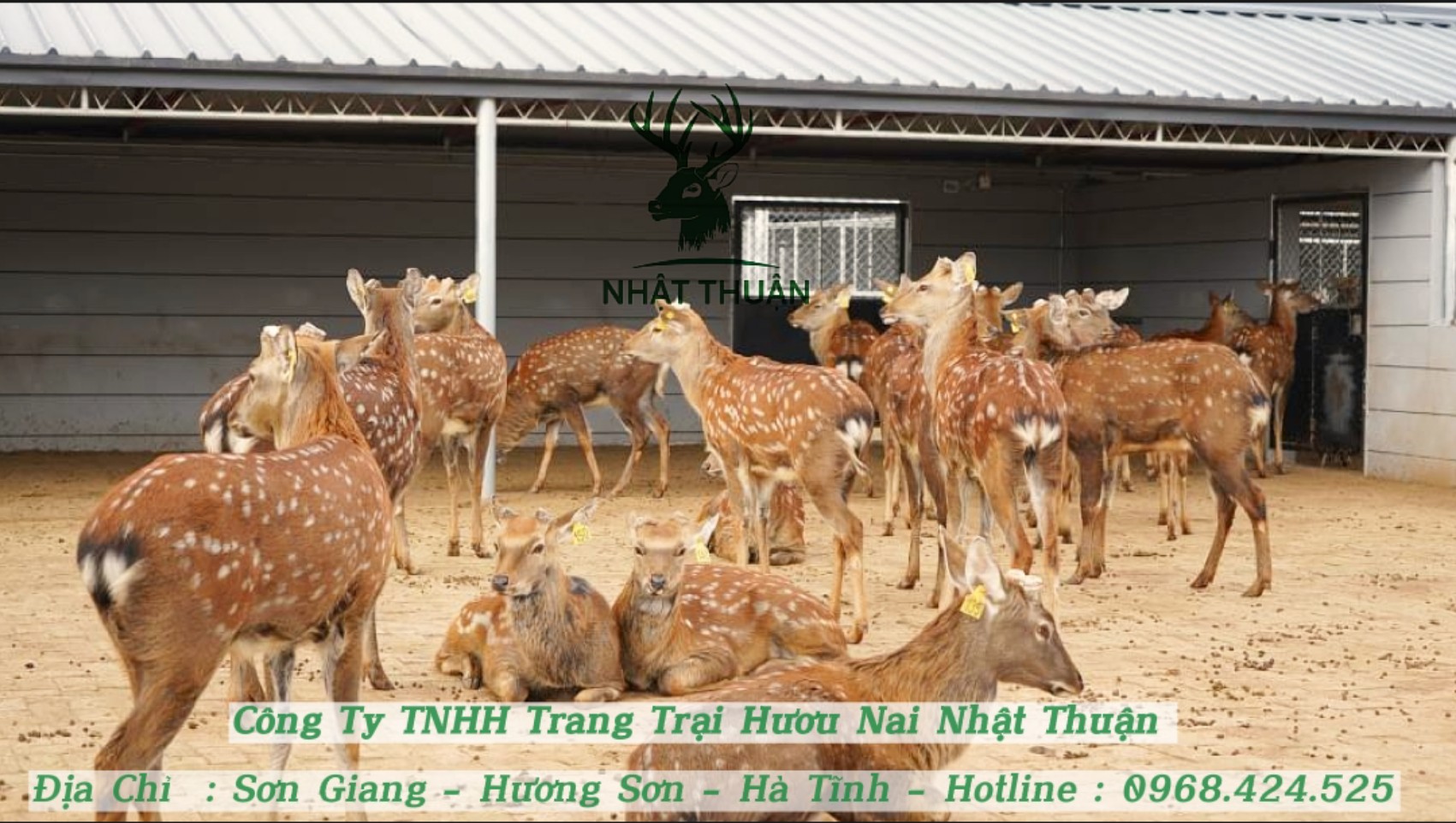 Làm giàu từ khởi nghiệp qua ngành chăn nuôi hươu và thú có lông