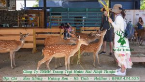 Làm sao để nuôi hươu ở Đắk Lắk mang lại hiệu quả cao 2023