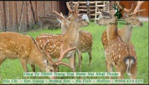 Lý do mô hình nuôi hươu đang rất phổ biến hiện nay