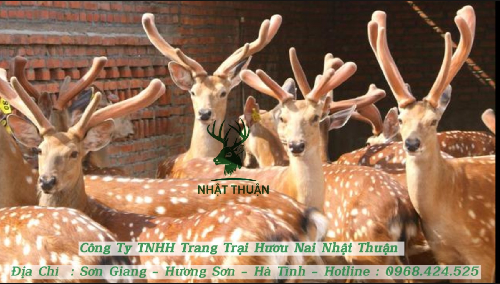Ngành chăn nuôi hươu và thú có lông có gì đặc sắc Ngành chăn nuôi hươu và thú có lông có gì đặc sắc