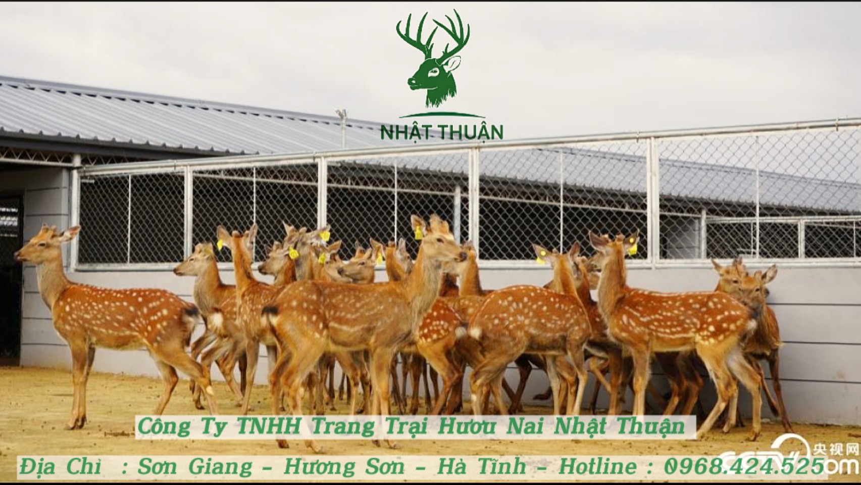 Nhật Thuận - Trang trại cung cấp hươu giống uy tín số 1 hiện nay