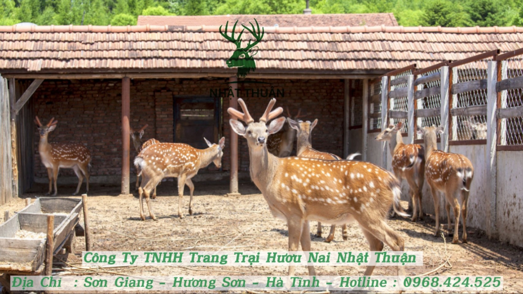 Nuôi hươu có phát triển lâu dài và bền vững hay không