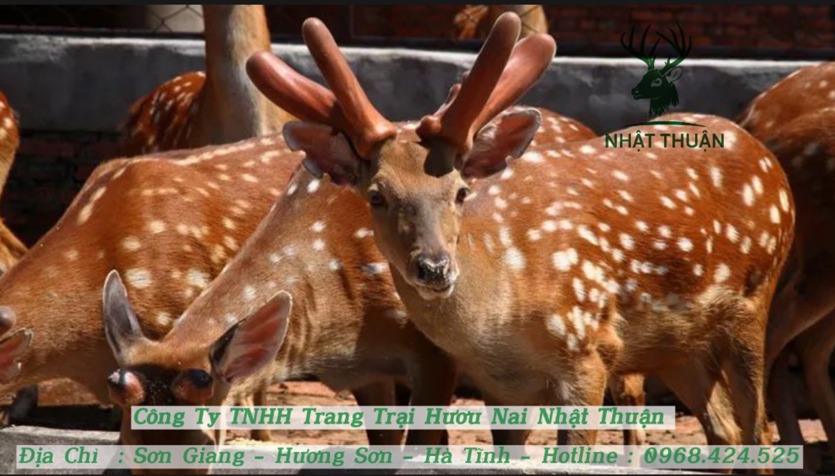 Ở đâu cung cấp hươu giống tốt, chất lượng đảm bảo