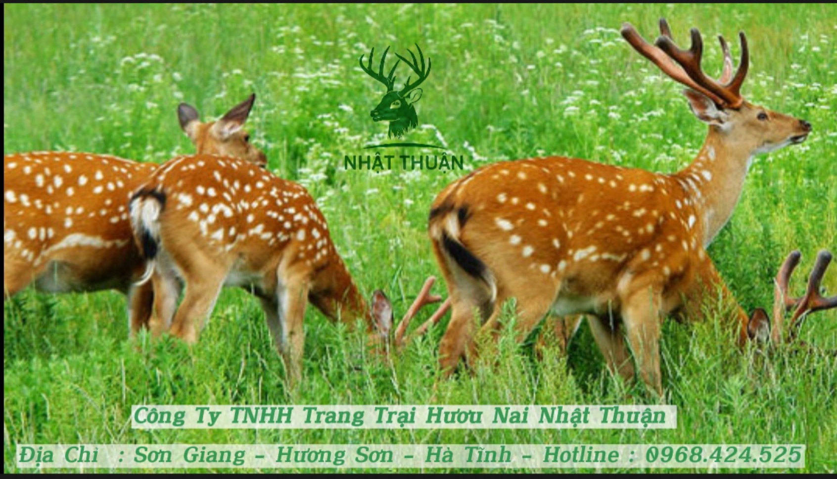 Thông tin chung về loài hươu sao