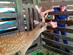 Nhung hươu tươi là sừng non của hươu đực