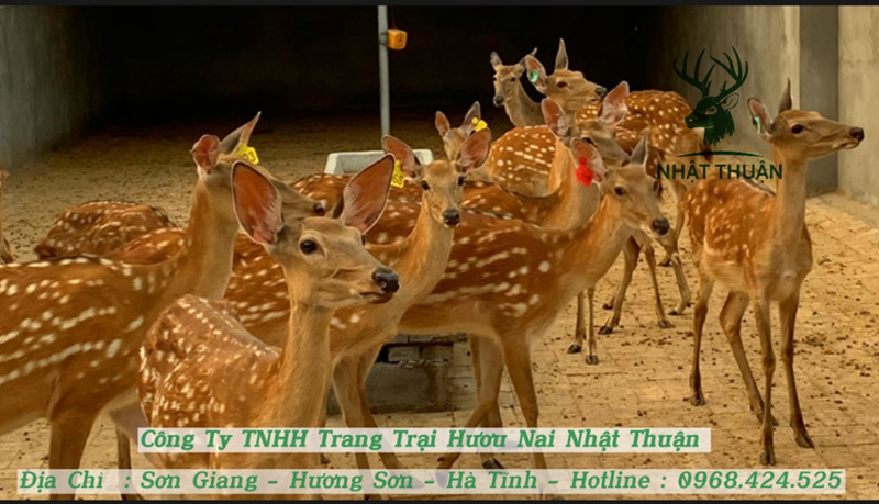 Bạn nên liên hệ nơi bán hươu sao con uy tín cao, có trang trại chăn nuôi riêng Bạn nên liên hệ nơi bán hươu sao con uy tín cao, có trang trại chăn nuôi riêng