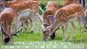 Các giống hươu nai được chăn nuôi hiện nay