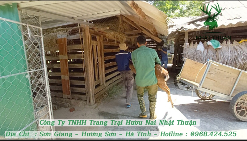 Các kỹ sư sẽ đích thân giám sát quá trình vận chuyển và bàn giao con giống cho khách hàng Các kỹ sư sẽ đích thân giám sát quá trình vận chuyển và bàn giao con giống cho khách hàng
