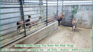 Cách nuôi hươu thịt mang lại hiệu quả