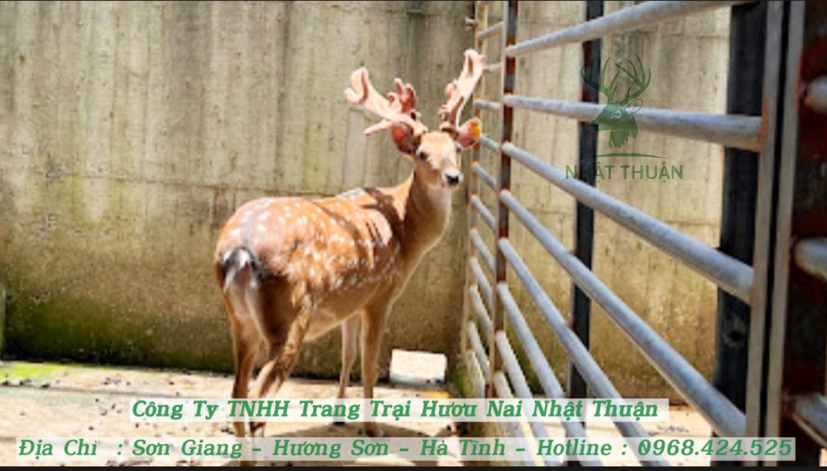 Trại hươu giống Nhật Thuận tư vấn kỹ thuật làm chuồng nuôi hươu đúng cách Trại hươu giống Nhật Thuận tư vấn kỹ thuật làm chuồng nuôi hươu đúng cách