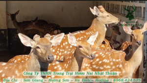 Con giống thuần chủng, kế thừa đầy đủ các ưu điểm nổi bật từ bố mẹ tại trang trại Nhật Thuận