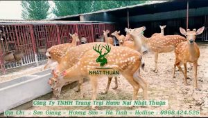 Giá cả nuôi hươu là bao nhiêu?