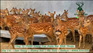 Giá hươu giống cái từ 2 - 5 tuổi dao động từ 16.000.000 - 20.000.000đ/con 