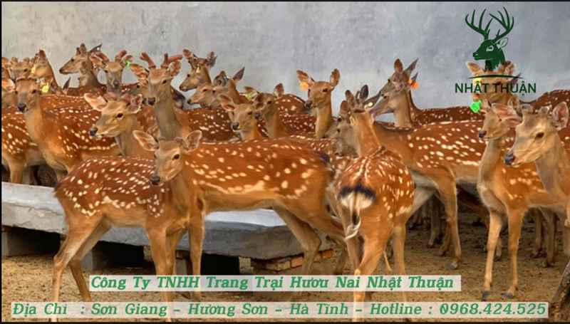 Hươu sao cái có vòm ngực đầy đặn và bụng, sườn thẳng, thon Hươu sao cái có vòm ngực đầy đặn và bụng, sườn thẳng, thon