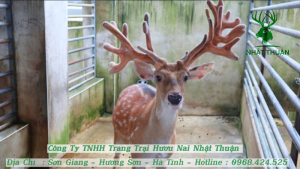 Hươu sao là loài động vật ăn cỏ, nhai lại, có nguồn gốc xuất xứ từ Đông Á