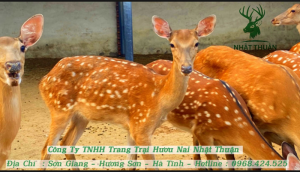 Nhật Thuận bán hươu sao con với mức giá chỉ từ 14 triệu đồng trở lên