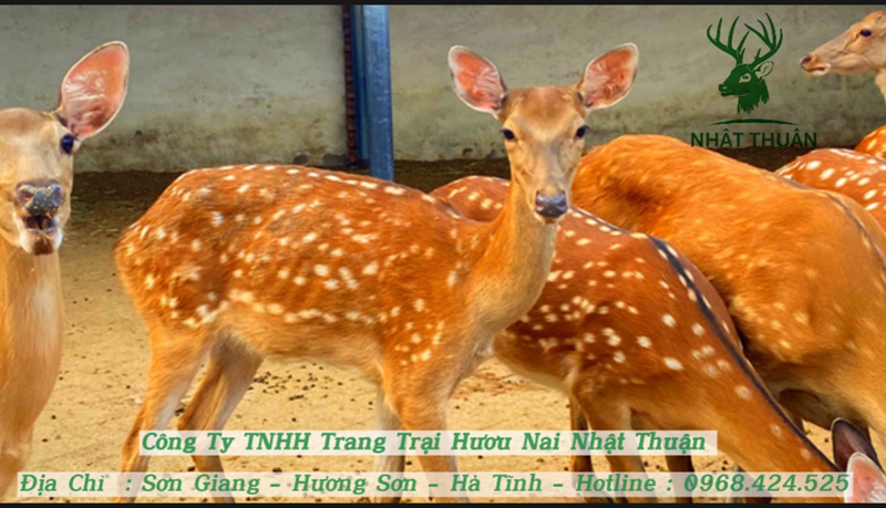 Nhật Thuận bán hươu sao con với mức giá chỉ từ 14 triệu đồng trở lên Nhật Thuận bán hươu sao con với mức giá chỉ từ 14 triệu đồng trở lên