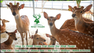 Nhật Thuận cam kết cung cấp loại hươu giống thuần chủng khỏe mạnh