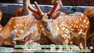 Nhật Thuận phân phối hươu giống chất lượng cao với giá thấp hơn thị trường chung từ 5 - 10%