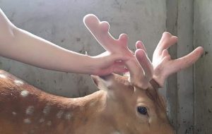 Hươu sao cho hiệu quả kinh tế cao 