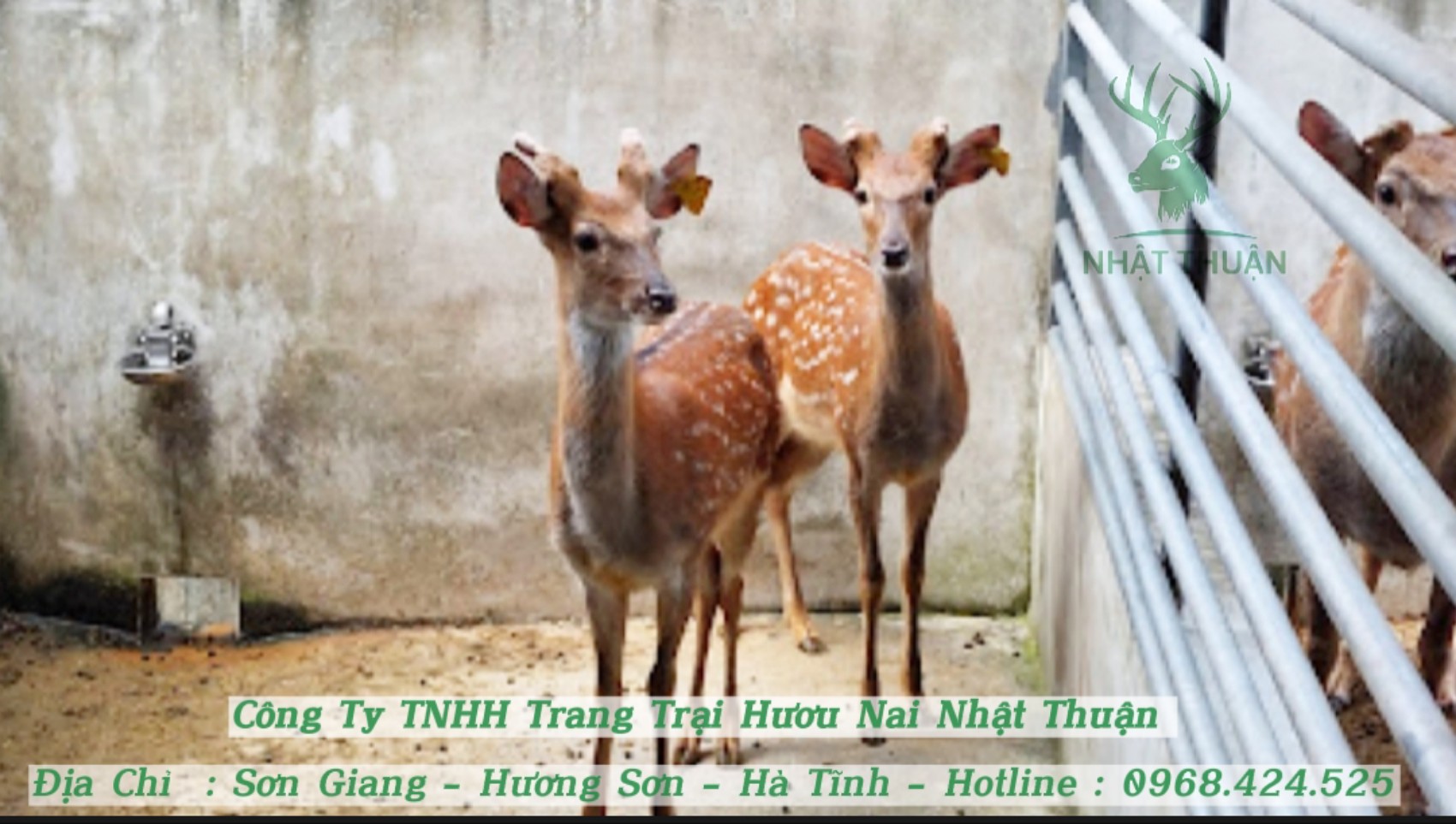 Thịt hươu thơm ngon, bổ dưỡng