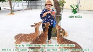 chi phí nuôi hươu lấy nhung