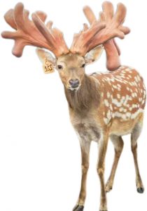 giá nhung hươu tươi 2024