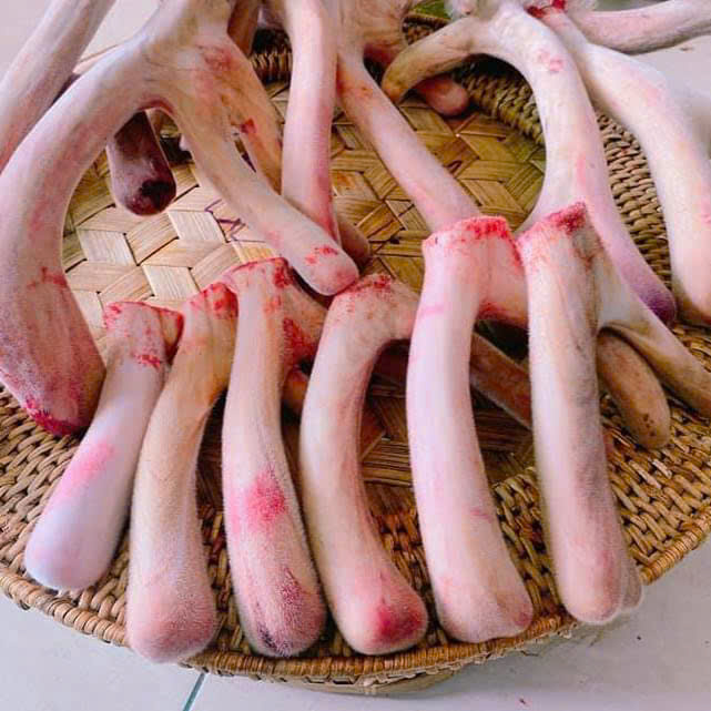 nhung hươu tươi giá bao nhiêu