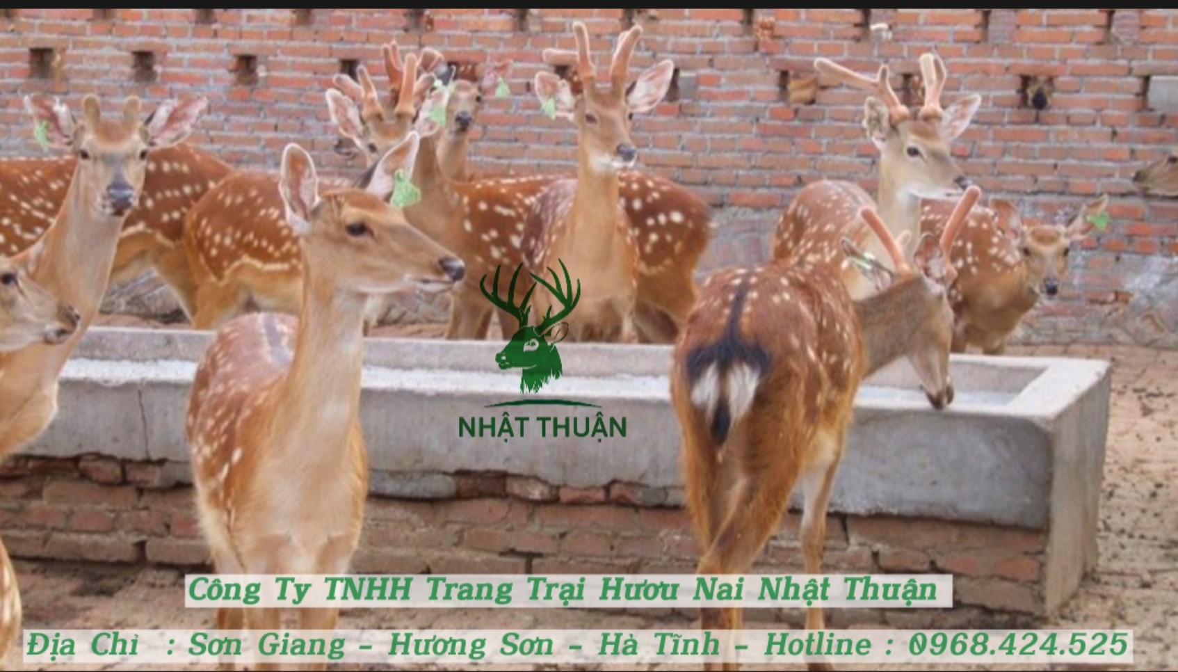 Chọn mua hươu giống tại trang trại uy tín được bao tiêu đầu ra Chọn mua hươu giống tại trang trại uy tín được bao tiêu đầu ra