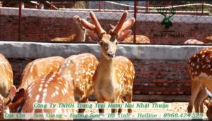 Giá nhung hươu hươu giống Đồng Nai 2025 tại Nhật Thuận ưu đãi số 1