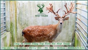 giá hươu lai siêu nhung