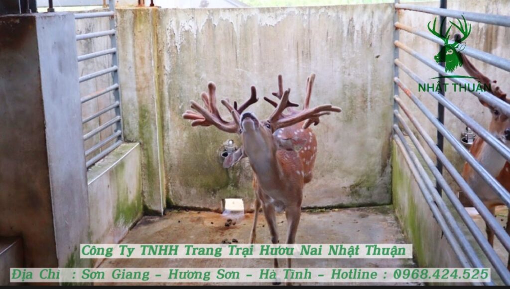 Giá hươu lai siêu nhung Nhật Thuận 2025