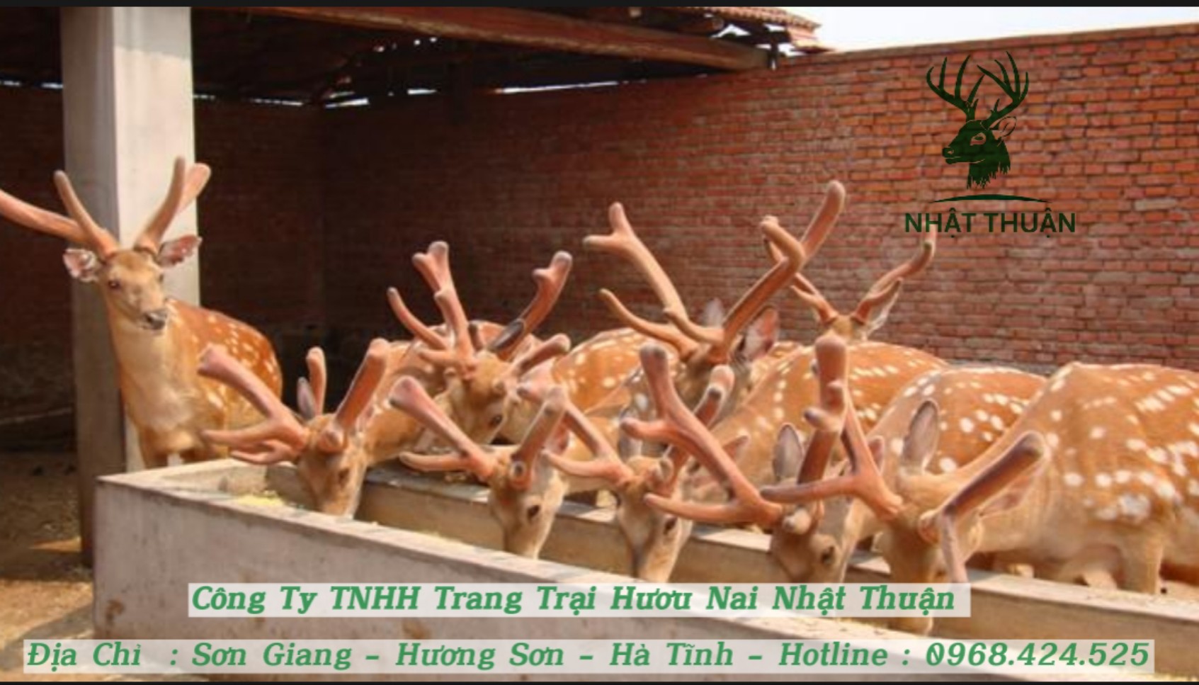 Nhật Thuận bao tiêu đầu ra hươu giống cho quý bà con nông dân Nhật Thuận bao tiêu đầu ra hươu giống cho quý bà con nông dân