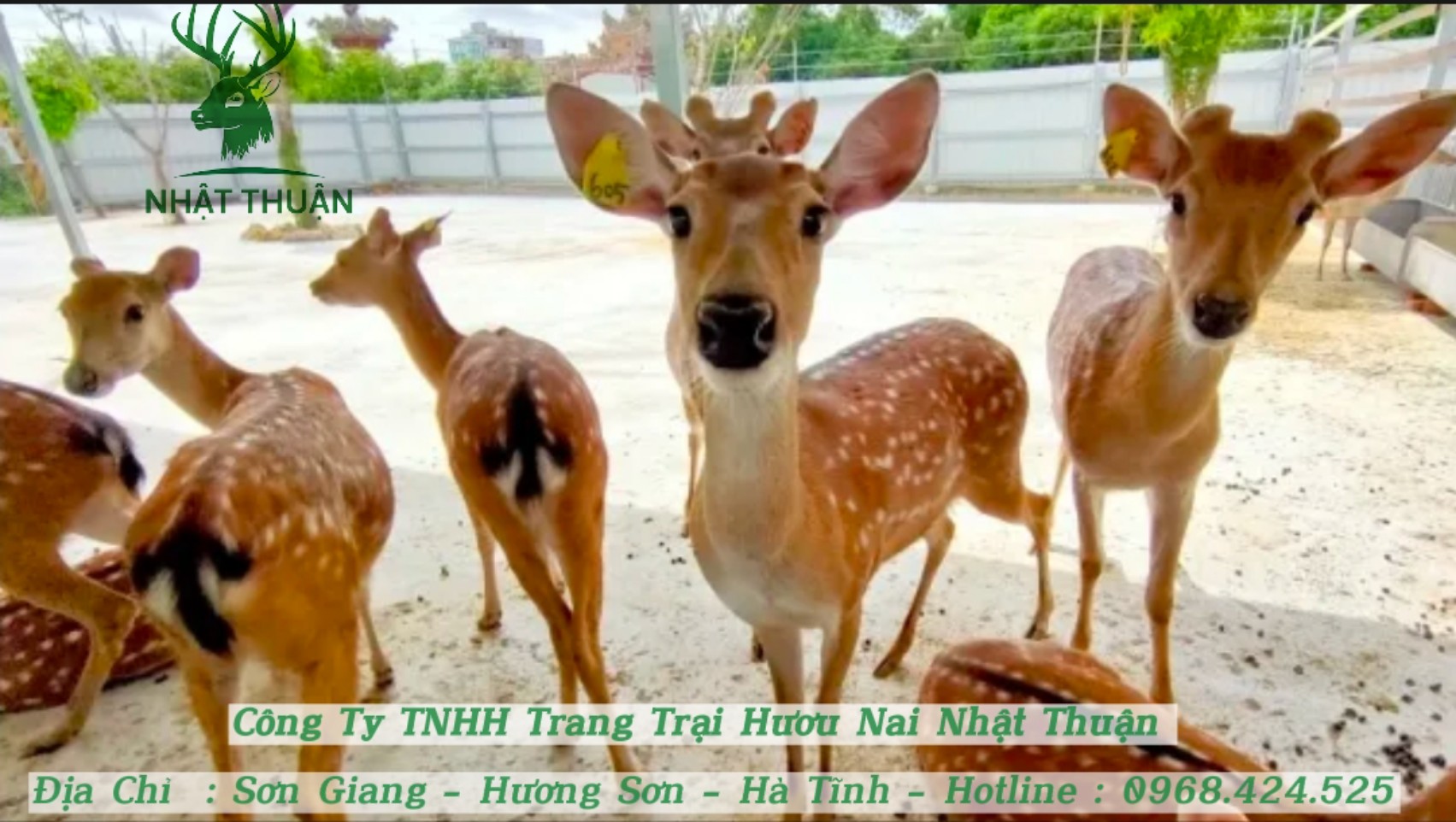 Nhật Thuận cung cấp huơu giống giá tốt, chất lượng hàng đầu Nhật Thuận cung cấp huơu giống giá tốt, chất lượng hàng đầu