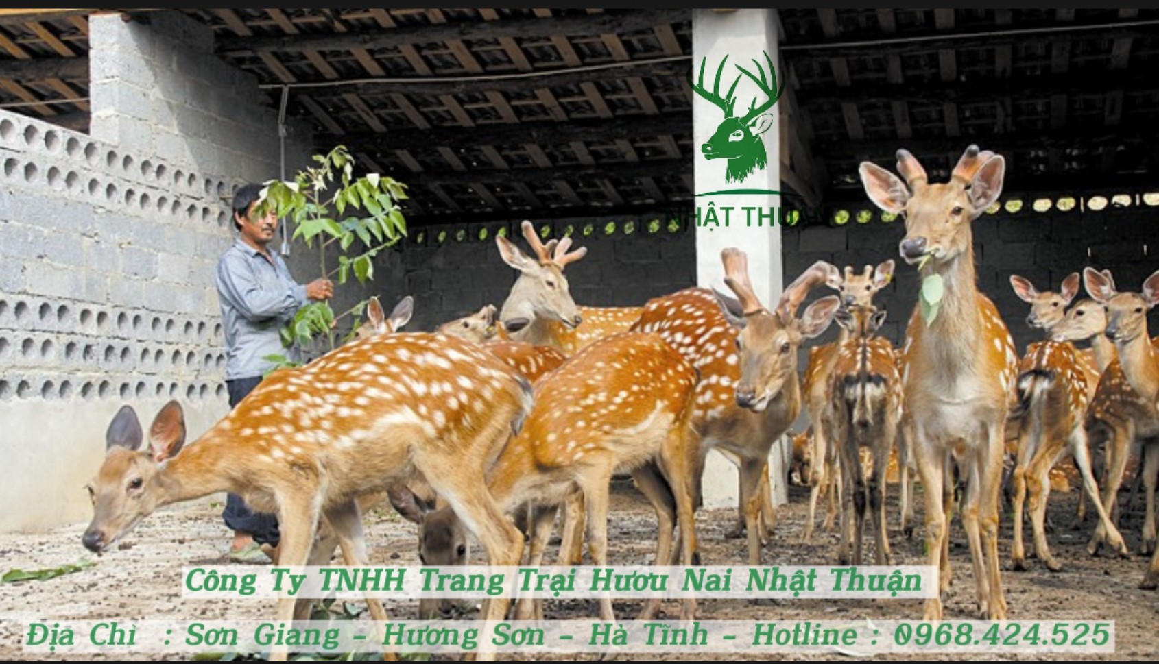 Nhật Thuận hỗ trợ kỹ thuật chăn nuôi hươu giống hiện đại cho khách hàng Nhật Thuận hỗ trợ kỹ thuật chăn nuôi hươu giống hiện đại cho khách hàng