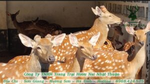 Quý bà con đến trực tiếp trang trại đặt mua hươu giống chất lượng