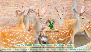 Trại Hươu Giống Nhật Thuận- Địa chỉ mua hươu nai giống uy tín, chất lượng