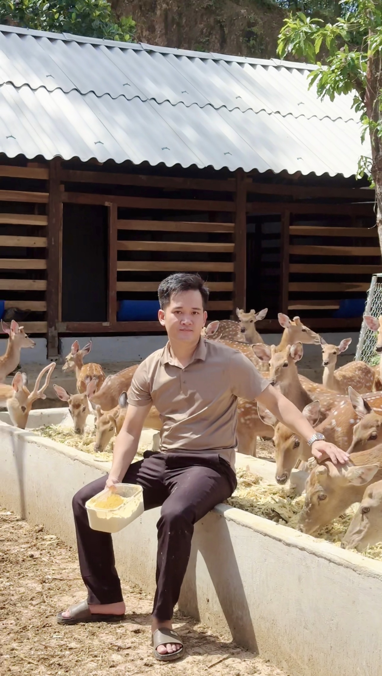 giá hươu giống nga 2025