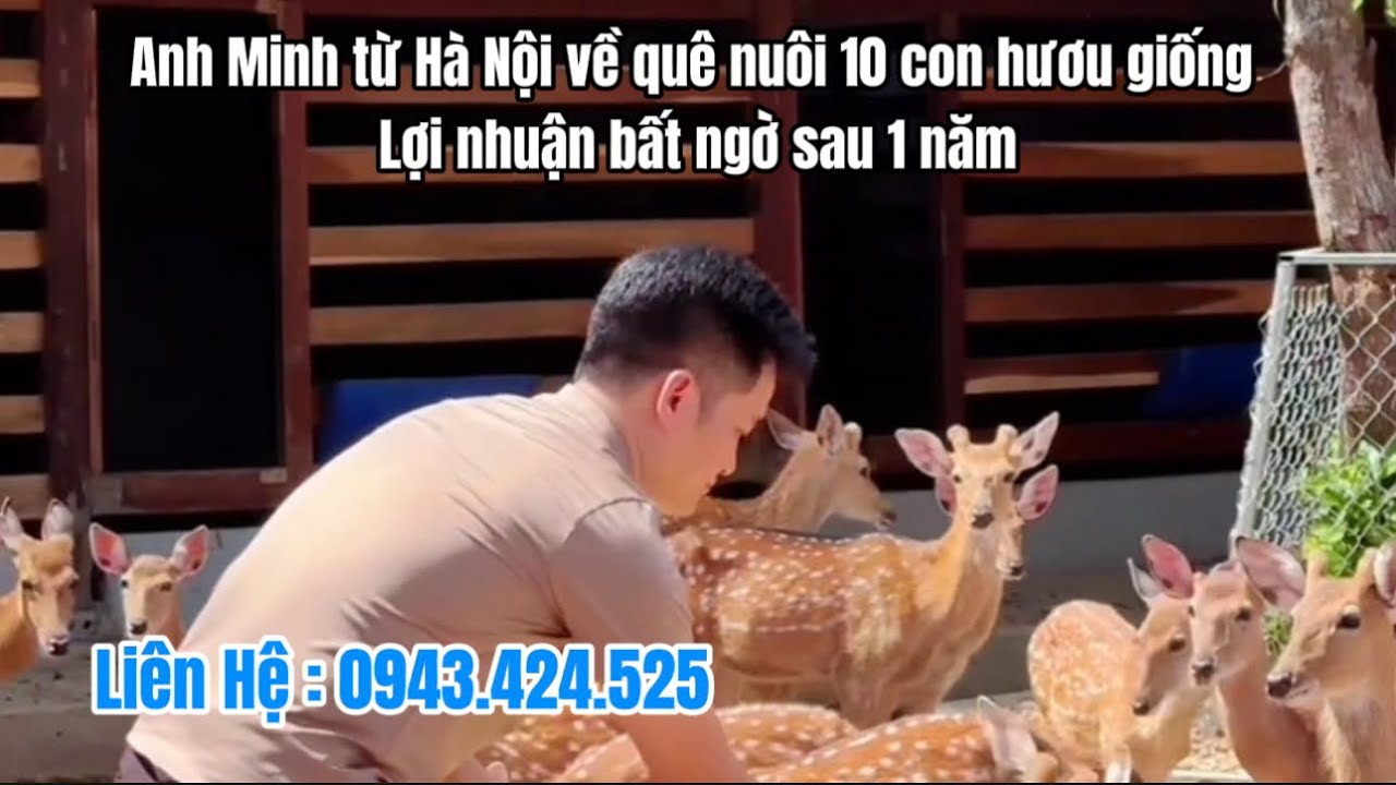 Giá hươu giống 2026 mới nhất: Bảng giá hươu giống chi tiết và kinh nghiệm mua hươu giống chuẩn