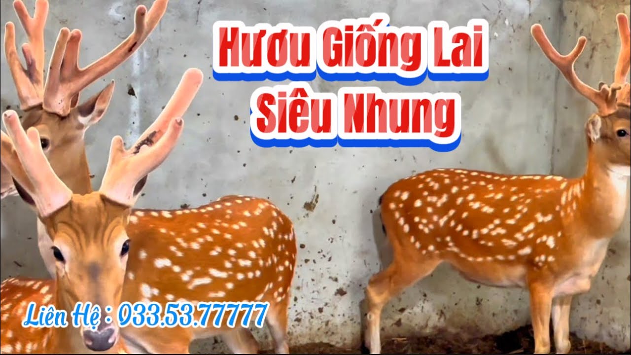 Giá hươu lai siêu nhung Nhật Thuận 2025