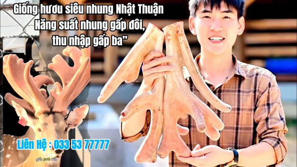 giá hươu giống 2026