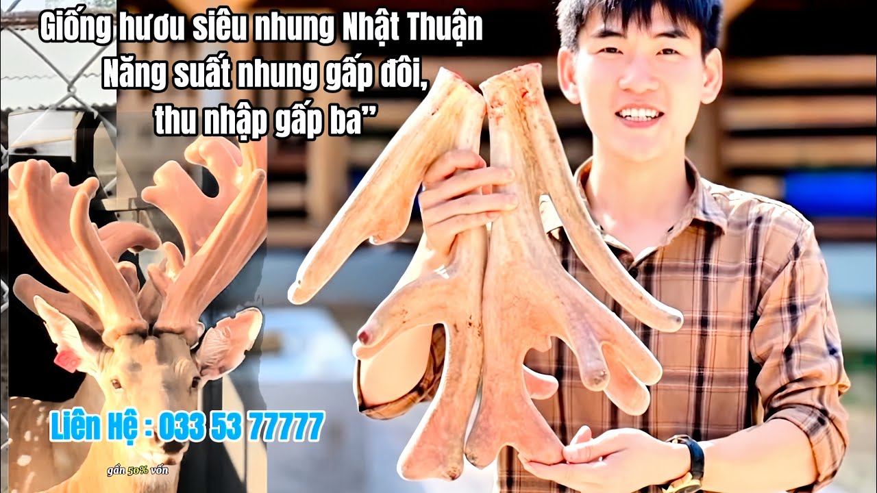 giá hươu giống 2025